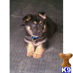German Shepherd Puppies in FL